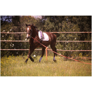Lunge Lines, Driving Reins, Riding Crops & Surcingle