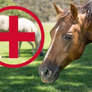Animal & Vet Supplies